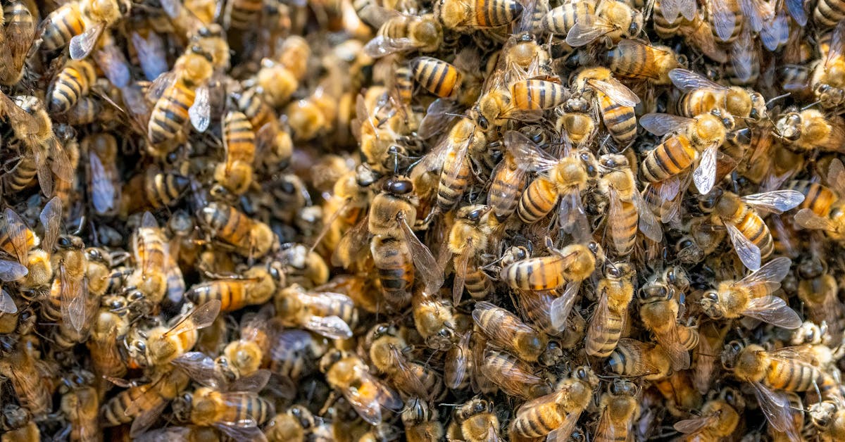 Como Identificar a Rainha em Colmeias Urbanas Sem Ferrão