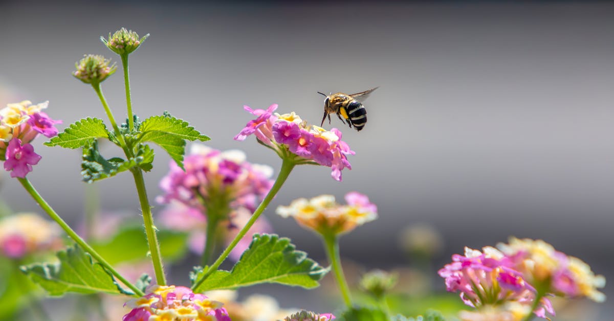 Jardim Melitófilo em Varandas para Abelhas Sem Ferrão