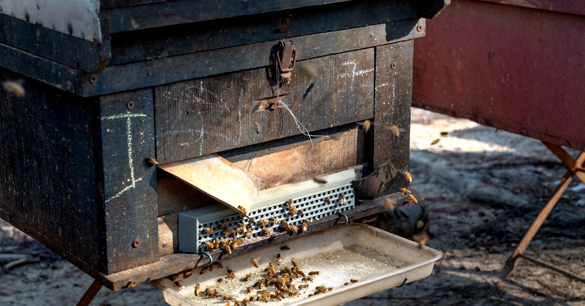 Manejo de Colônias de Abelhas Sem Ferrão em Espaços Urbanos
