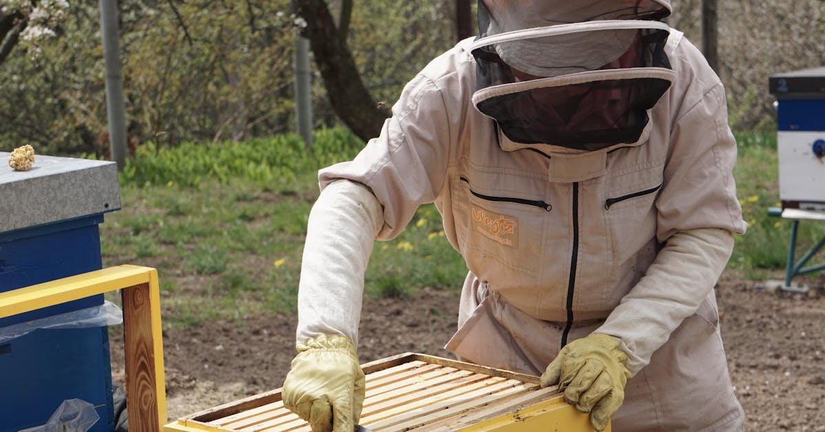 Manejo Sanitário Preventivo em Meliponários de Apartamento