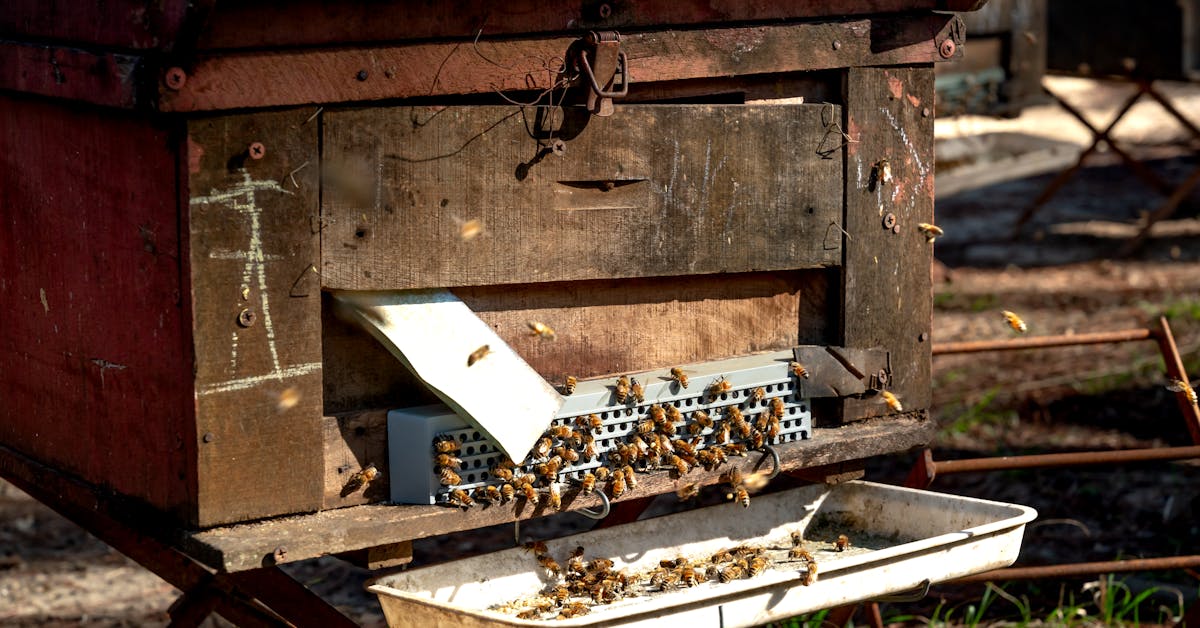 Meliponicultura Urbana - Guia Completo de Manejo e Produção