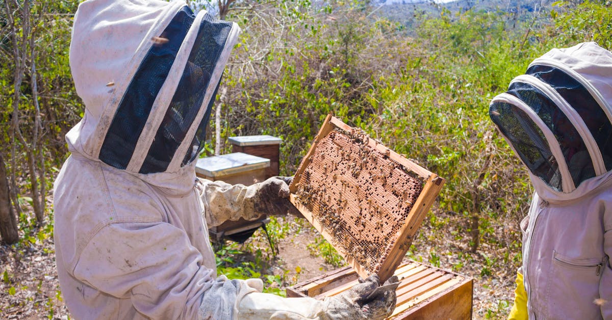 Técnicas de Produção de Mel de Abelhas Sem Ferrão na Cidade